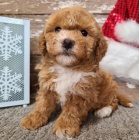 Bichon Poo �t��ata na prodej.