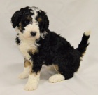 �t��ata bernedoodle na prodej.