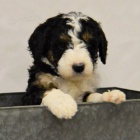 �t��ata bernedoodle na prodej.