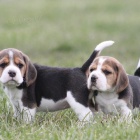 trikolorn� beagle