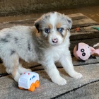 australsk� ov��k