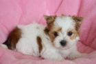 �t���tka shih-tzu s PP- Nab�dka