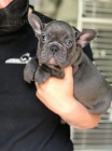 kr�sn� francouzsk� buldo�ek �t���tka zrzav� k adopci