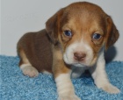 Kr�sn� beagle d�rek k adopci zdarma