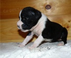 kr�sn� boxer redy k adopci