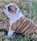 Anglick� buldok - �t��ata