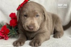 Kr�sn� labradorsk� d�rek k adopci zdarma,