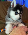 Kr�sn� sibi�sk� husky d�rek k adopci zdarma