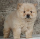 Registrovan� �t��ata Chow Chow pro nov� domov