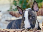 �t��ata Bull Terrier a k adopci
