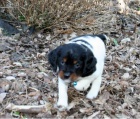 �t��ata Brittany Spaniel k dispozici