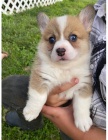 �t��ata Pembroke Welsh Corgi