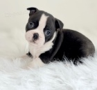 �t��ata boston teri�ra