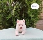 Sibi�sk� husky �t��ata