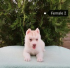 Sibi�sk� husky �t��ata