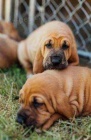 dispozici �t���tka Bloodhound..