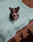 Welsh  corgi cardigan  t. Byli vychov�ni v na�em dom� spolu se svou matkou a t�tou.
