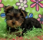 Jork��rsk� teri�r hledat �t��ata nov�ch domov� k adopci.