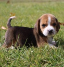 Kr�sn� beagle d�rek k adopci zdarma