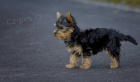 YORKY �T��ATA