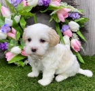 Havansk� �t��ata jsou p�ipravena na adopci a nov� rodiny.