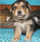 Australsk� ov��k je p�ipraven na nov� rodiny.