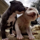 ڎASN� �T��ATA PITBULL