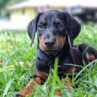 velkolep� doberman._