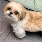 l �t��at shih tzu,