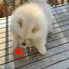 ڞasn� �t��ata chowchow� mu�sk�ho a �ensk�ho pohlav�. Tato �t��ata jsou no�n�k a dom�c� v�cvik a jsou s d�tmi tak ��astn�.