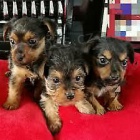 Rozko�n� �t��ata yorkshire. Jsou to mimo��dn� kr�sn� �t��ata. Tito mal� psi m�li o�kov�n� proti vzteklin�, registraci �ipu a cestovn� pas.