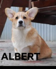 �t��ata Welsh Corgi Pembroke