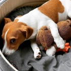 �istokrevn� �t��ata jack russell M�ma a t�ta maj� oba doklady. Je tu jeden pes a dv� fenky. �t��ata p�ijdou veterin��e zkontrolov�na, o�kov�na a od�ervena.