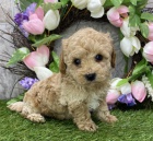 trpasli��ch pudl�