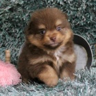 mini �picl �t��ata