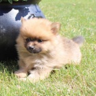 mini n�meck� �picl �t�n�