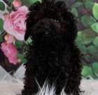 pudl� �t��ata