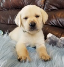 �t��ata labradorsk�ho retr�vra.