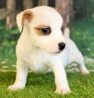 �t��ata mini jack russell teri�ra na prodej.