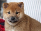 �t��ata shiba inu na prodej.