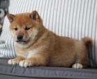 �t��ata shiba inu na prodej.