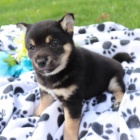 �t��ata shiba inu na prodej