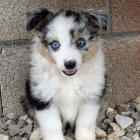 Australsk� ov��k �t��ata na prodej.