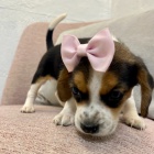 �t��ata t��barevn�ch b�gl�