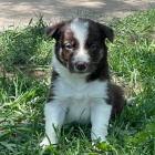 roztomil� �t���tka border kolie 