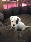 roztomil� b�l� boxer �t��ata na prodej.