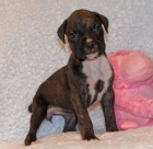 �t��ata boxera na prodej.