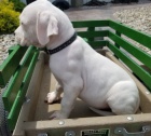 Kr�sn� a and�lsk� �t��ata Dogo Argentino na prodej.