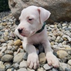 Kr�sn� a and�lsk� dogo argentinov� �t���tka na prodej.