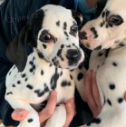 Dalmatsk� �t���tka na prodej.